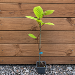 Aktinídia lahodná- kiwi (Actinídia deliciosa) ´SOLISSIMO´® - výška 40-50 cm, kont. C2L/P11 - SAMOOPELIVÁ